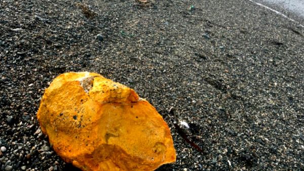 आखिर कैसे बदल गया कुत्ते का रंग?