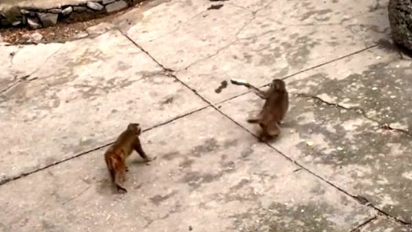 चूहों पर थी बंदरों की पैनी नजर