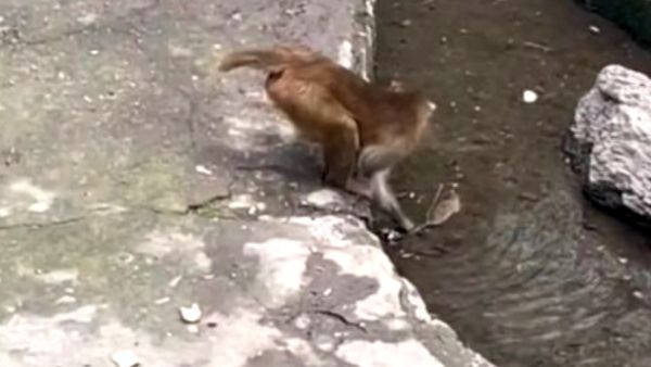 पहले पकड़ी चूहे की पूंछ और फिर...