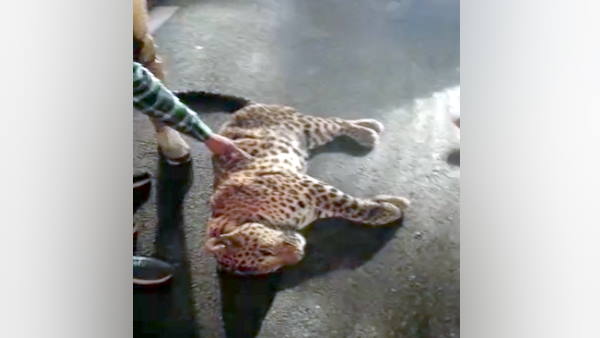 Meerut Delhi Expressway leopard killed in a road accident on the highway