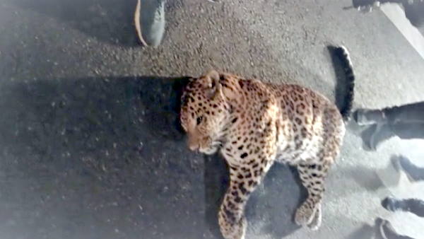 Meerut Delhi Expressway leopard killed in a road accident on the highway