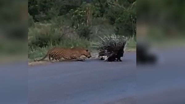 तेंदुए से जेड श्रेणी की सुरक्षा
