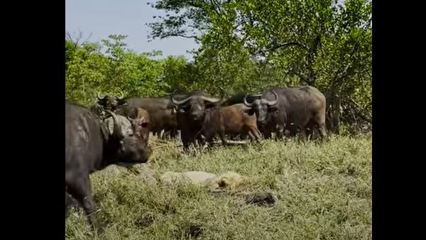 कहां का है वीडियो?