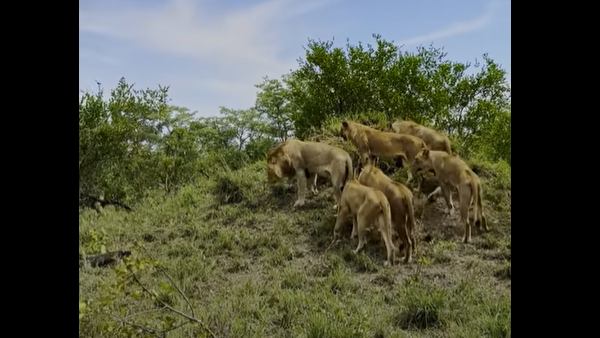 भैंसे क्यों करते हैं नफरत?