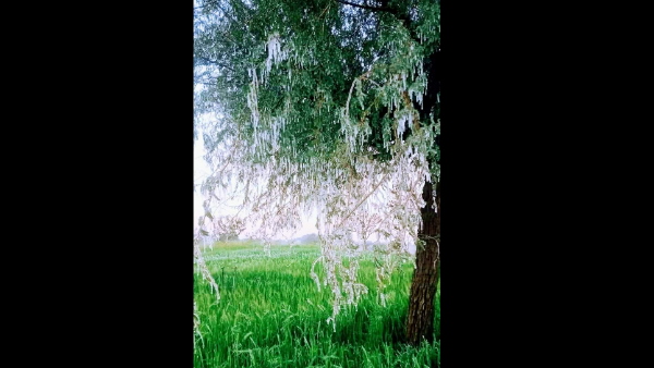 राजस्‍थान में न्‍यूनतम तापमान जिलेवार