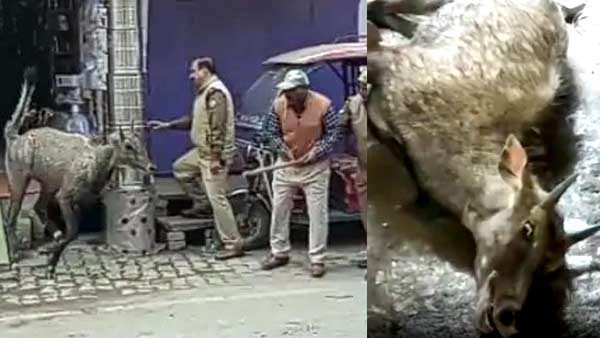 मयखाने में पहुंच गई नीलगाय 