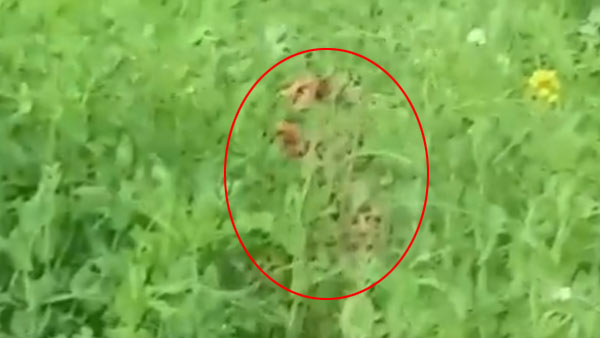 खोजबीन करते समय दोबारा कर दिया हमला 