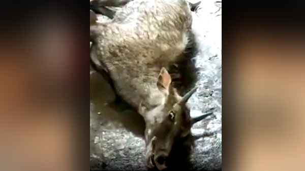 नीलगाय के भागने पर लोगों ने उसे उठाया 