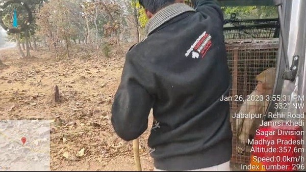 बंदर के आतंक से था शहर परेशान, बमुश्किल पिंजरे में आया 