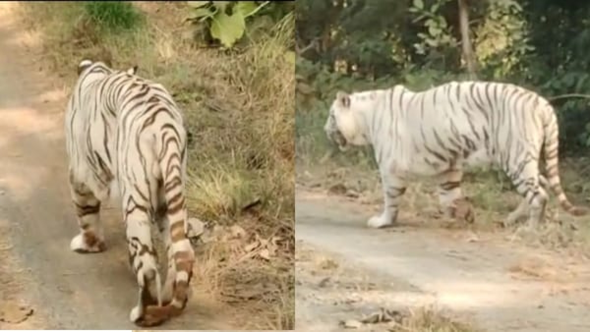 व्हाइट टाइगर की संख्या बढ़ाने का प्रयास