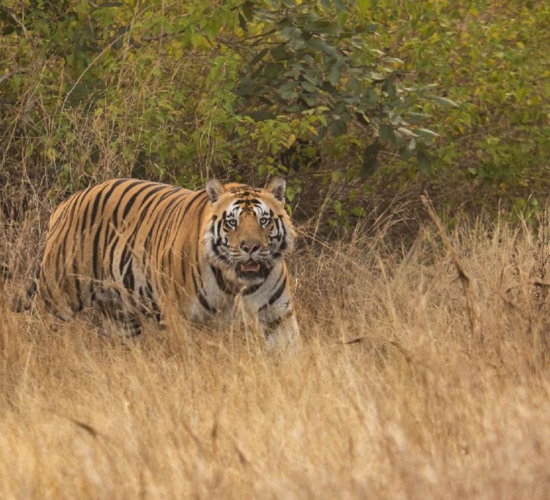 नौरादेही में केवल बाघिन राधा (N-1) को कालर आईडी लगी है नौरादेही में केवल बाघिन राधा (N-1) को कालर आईडी लगी है