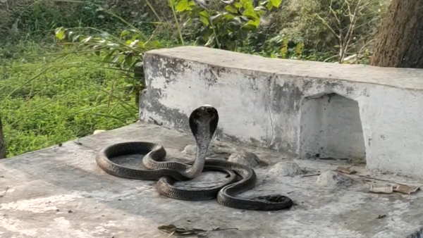 badaun viral video snake naag naagin amazing love story indian cobra up news badaun viral video snake naag naagin amazing love story indian cobra up news