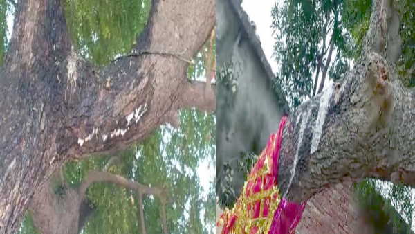 mirzapur balrampur neem tree milk like water liquid flowing tumor in the tree mirzapur balrampur neem tree milk like water liquid flowing tumor in the tree