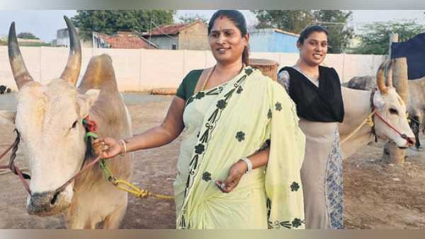 jallikattu jallikattu