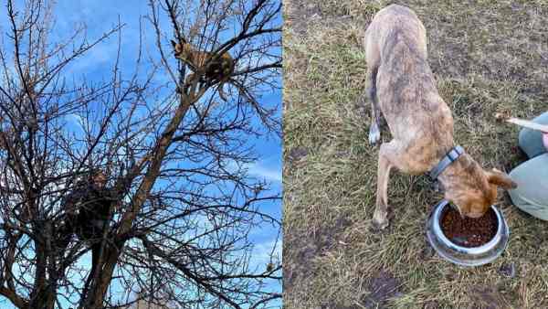 गिलहरी के पीछे दौड़ता कुत्ता पेड़ पर पहुंचा