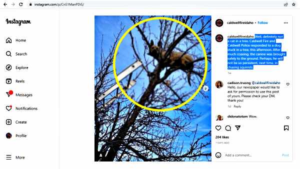 पेड़ पर फंसे कुत्ते की जान हलक में अटकी !