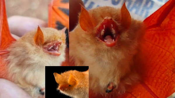 बस्तर में दिखा नारंगी चमगादड़ , जानिए क्या है दूसरा नाम 