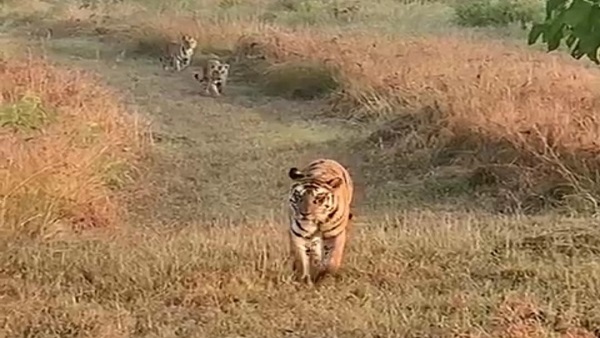 एक साल में 16 शावकों ने जन्म लिया है एक साल में 16 शावकों ने जन्म लिया है