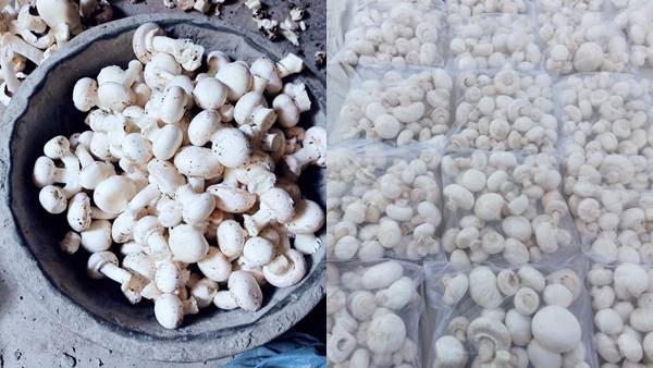 मशरूम का उत्पादन 3.5 गुना बढ़ेगा