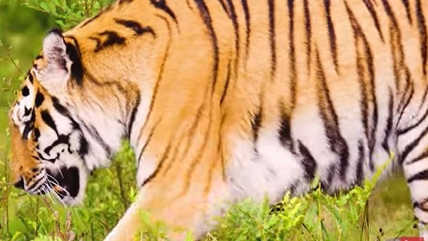 राजा-महाराजाओं की शिकारगाह था, इसलिए खत्म हो गए बाघ