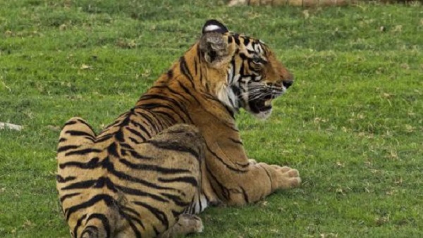 Panna Tiger Reserve एक बाघिन को माधव नेशनल पार्क भेजने की योजना