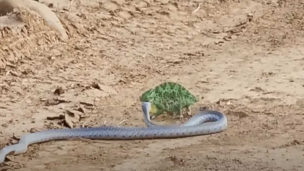 snake 