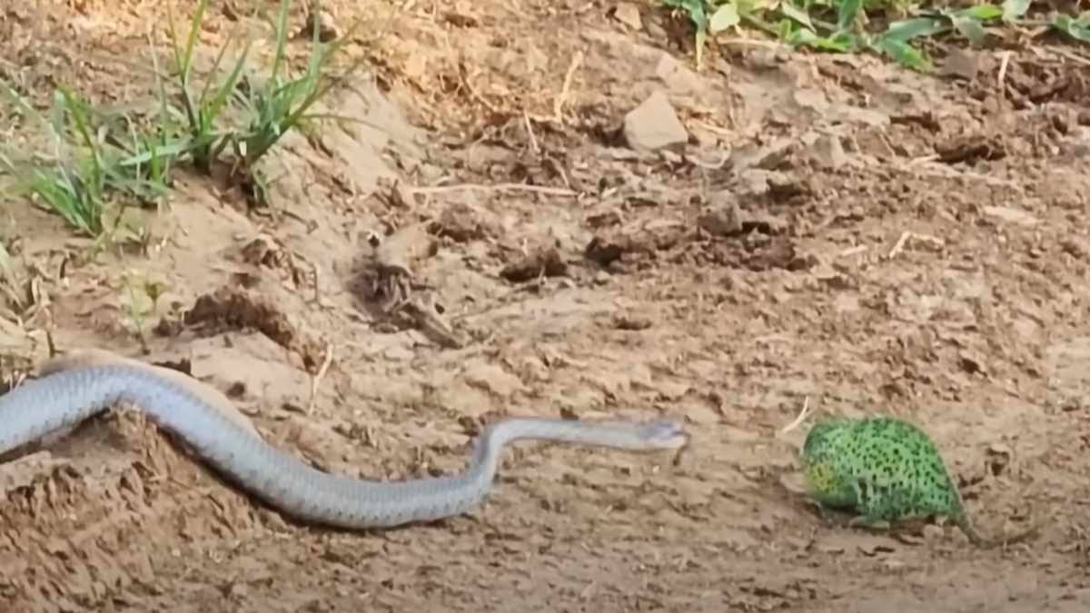 सांप इस बात का कर रहा था इंतजार?