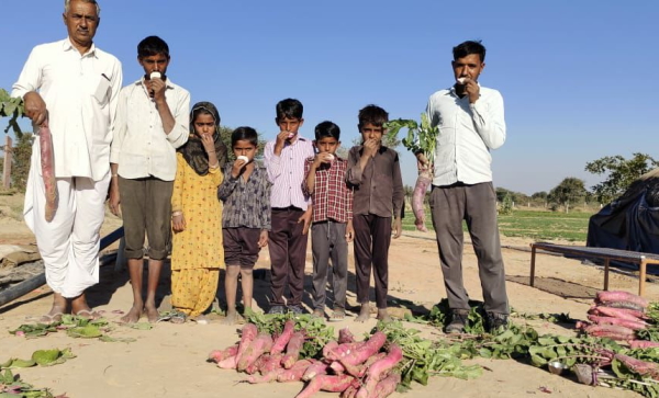 साल 2018 से कर रहे पिंक मूली उगाने की कोशिश साल 2018 से कर रहे पिंक मूली उगाने की कोशिश