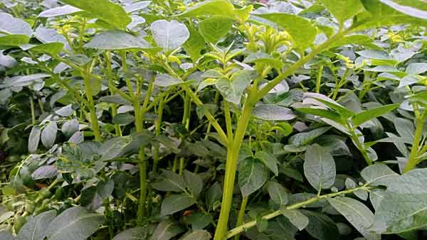 झुलसा रोग से आलू को इस तरह बचाएं झुलसा रोग से आलू को इस तरह बचाएं