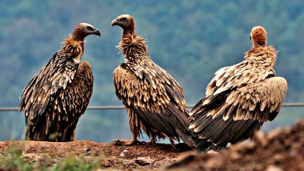 अलग माहौल के कारण में तनाव में हैं गिद्ध अलग माहौल के कारण में तनाव में हैं गिद्ध