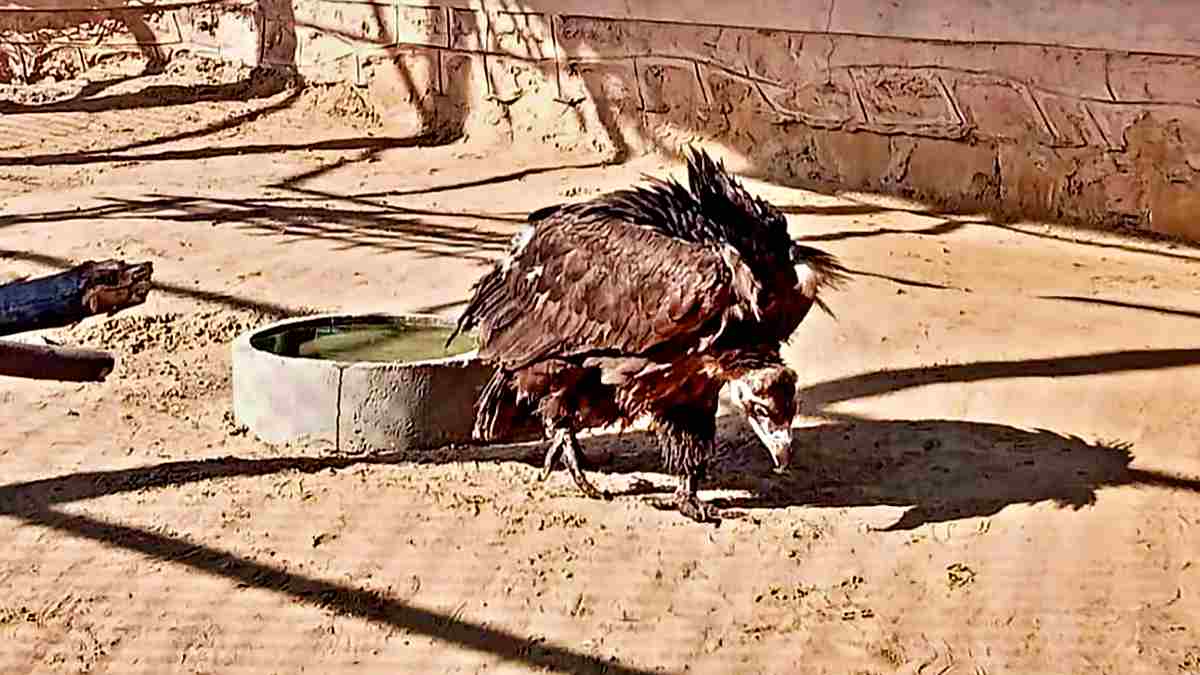Himalayan Vulture Kanpur Himalayan Vulture Kanpur