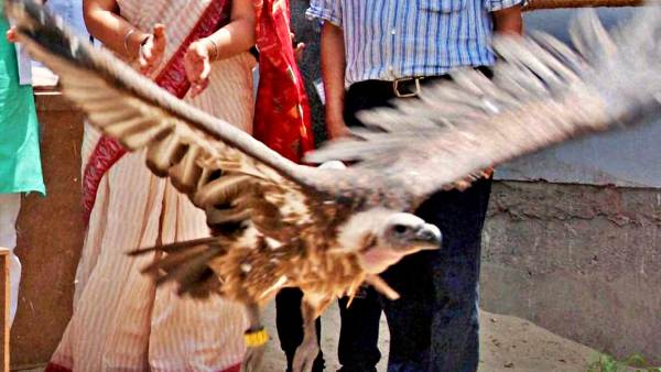 गिद्ध ईदगाह कब्रिस्तान में पकड़ा गया गिद्ध ईदगाह कब्रिस्तान में पकड़ा गया