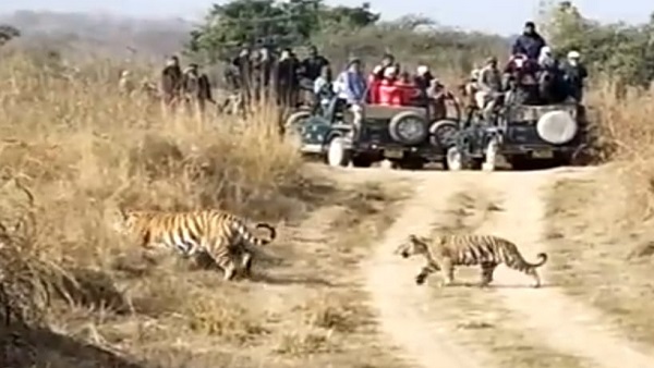 Panna Tiger Reserve, Madla Range, Tourist, tigress P-141, two cubs, teaching hunting Panna Tiger Reserve, Madla Range, Tourist, tigress P-141, two cubs, teaching hunting