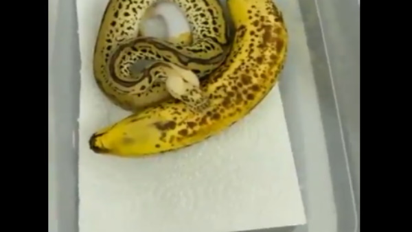 केले के जैसे हूबहू पाइथन ने किया हैरान 