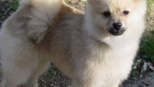 पालतू कुत्ते को घूमा रही थी महिला