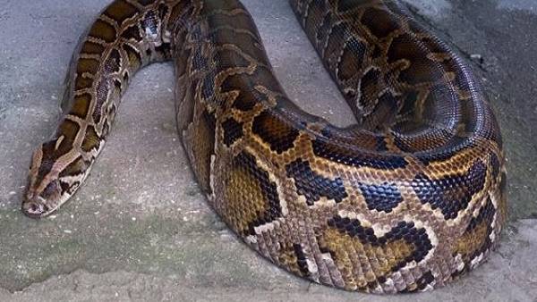 बिना देर किए अजगर को पूंछ से पकड़ा