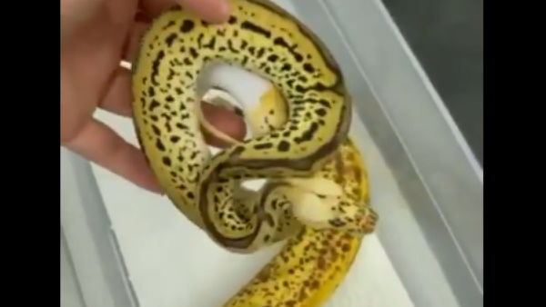 बॉल पाइथन केले की तरह दिखता है