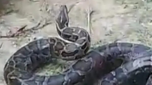 प्रत्यक्षदर्शियों को नहीं हुआ यकीन