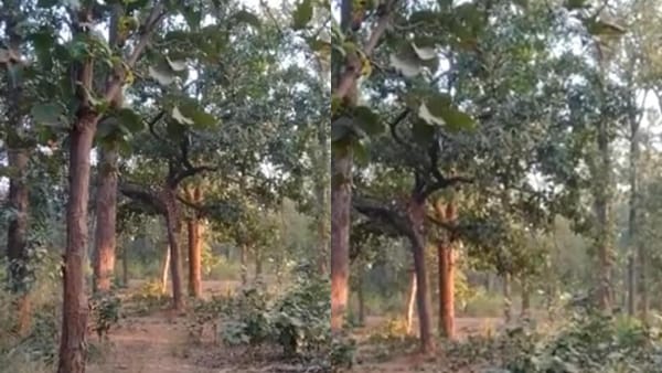 Rare sight of tiger climbing tree Rare sight of tiger climbing tree