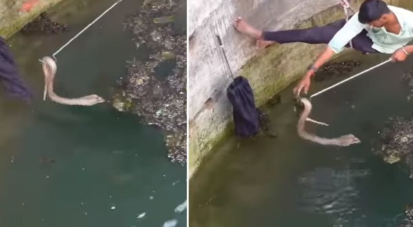 सांप को पकड़ते ही सांप ने की ये हरकत 