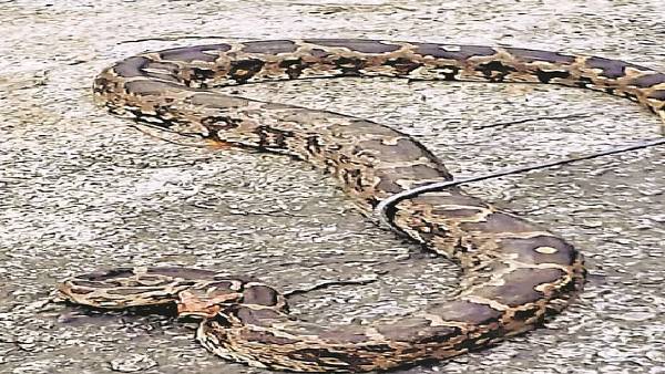 'पहाड़ी क्षेत्र में बसे हो सकते हैं और बड़े अजगर'