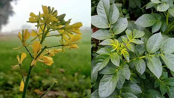potato and mustard crop potato and mustard crop