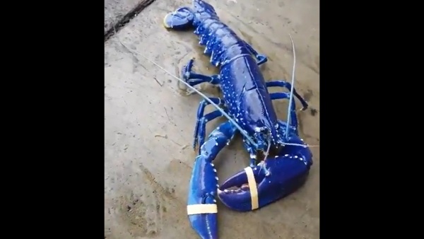 शुरू में लगा खिलौना