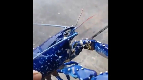 लोगों ने समझा एलियन