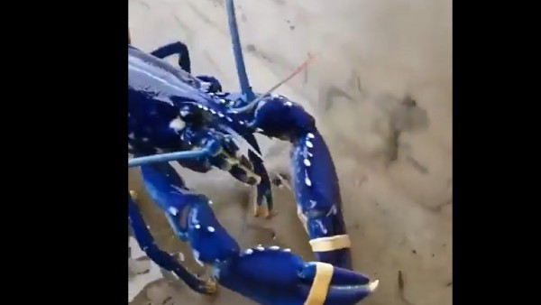 क्या है सच्चाई?