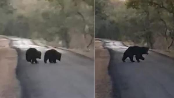 Shahdol Bear Family Shahdol Bear Family