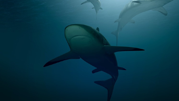 2022 से लगा है प्रतिबंध