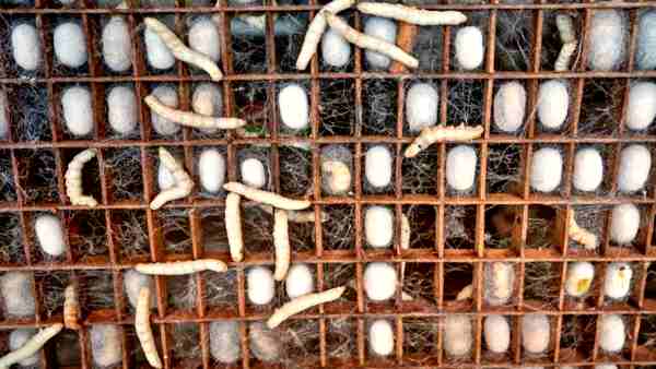 रेशम की गुणवत्ता बेहतर करने पर फोकस