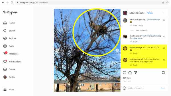 पेड़ पर फंसा कुत्ता- पिट बुल-हस्की मिक्स