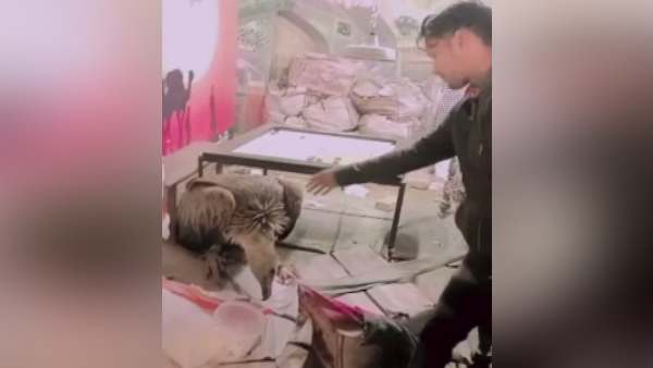 गिद्ध वन विभाग को सौंपा गया गिद्ध वन विभाग को सौंपा गया